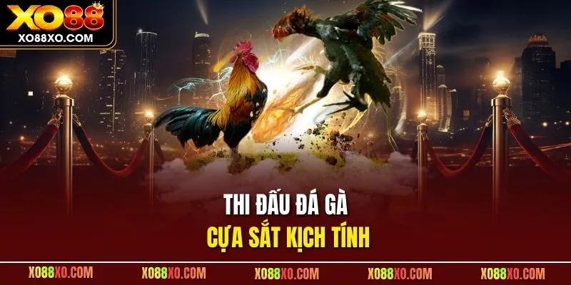 Thi đấu đá gà cựa sắt kịch tính